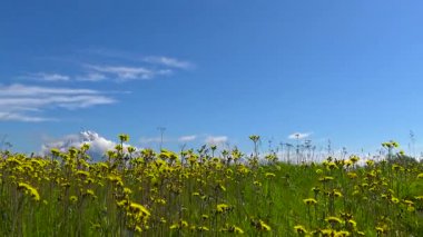 Kamçatka Yarımadası yolculuk. Koryaksky Vadisi ve Avachinsky volkanlar. Rusya.