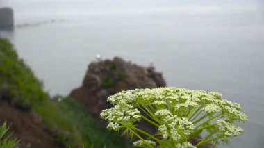 Martılar. Pasifik Sahili. Kamçatka Yarımadası yolculuk. Rusya.
