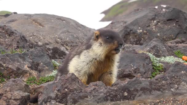 Marmot. Reis naar het Russische schiereiland Kamtsjatka. De omgeving van Gorely vulkaan. Rusland. — Stockvideo