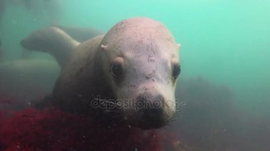 Büyüleyici sualtı deniz aslanları Kamçatka Yarımadası kapalı Pasifik Okyanusu'nda dalış. Rusya. 