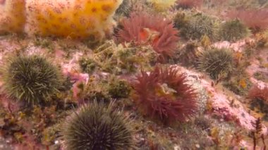 Kamçatka Yarımadası kapalı Pasifik Okyanusu'nda büyüleyici sualtı dalış. Rusya.