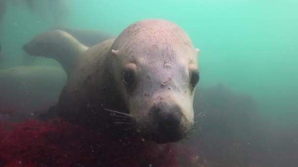 Fascynujące nurkowanie podwodne z lwy morskie na Oceanie Spokojnym od półwyspu Kamczatka. Rosja. — Wideo stockowe