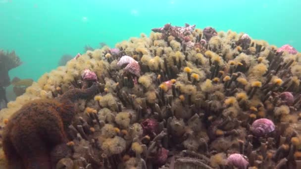 Fascinerende onderwater duik in de oceaan van het schiereiland Kamtsjatka. Rusland. — Stockvideo