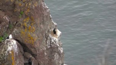 Martılar. Pasifik Sahili. Kamçatka Yarımadası yolculuk. Rusya.