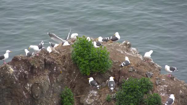 Gaviotas. La costa del Pacífico. Viaje a la península de Kamchatka. Rusia . — Vídeos de Stock