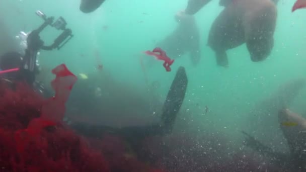 Fascinating underwater diving with sea lions in the Pacific ocean off the Kamchatka Peninsula. Russia. — Stock Video