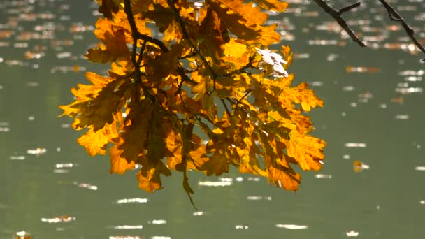 Herbstlandschaft See Bei Krasnodar Russland — Stockvideo