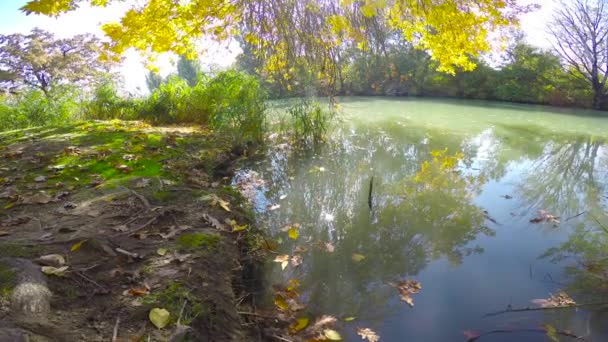 クラスノダールの近く湖の秋の風景 ロシア — ストック動画
