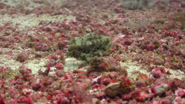 Pesce Scatola Cornuto Affascinanti Immersioni Subacquee Largo Delle Isole Filippine — Video Stock