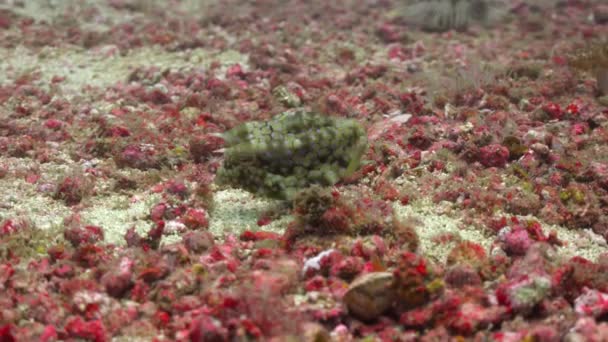 Gehoornde Bokvis Fascinerende Onderwaterduiken Voor Filippijnse Eilanden — Stockvideo