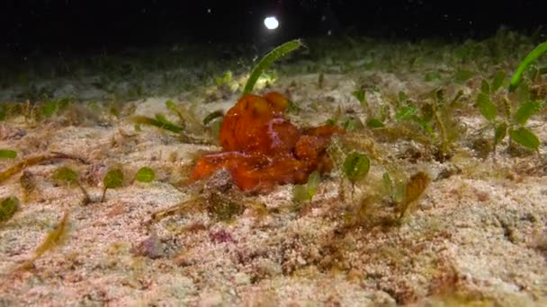 Pequeño Pulpo Emocionante Buceo Nocturno Frente Las Islas Filipinas — Vídeo de stock