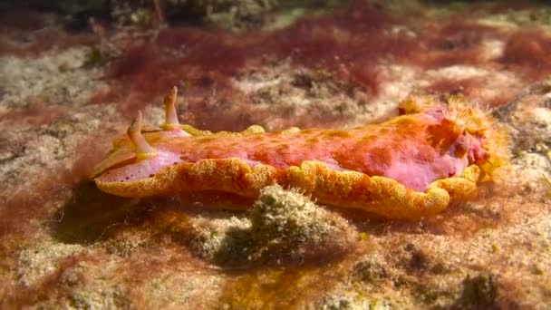 Nudibranchs Spanish Dancer Exciting Night Diving Philippine Islands — Stock Video