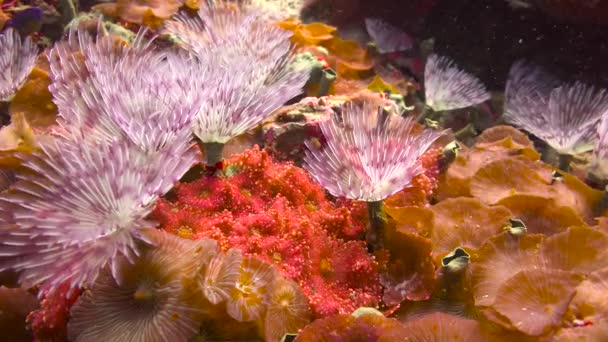 海洋蠕虫 剑齿虎 令人垂涎的菲律宾群岛水下潜水 — 图库视频影像