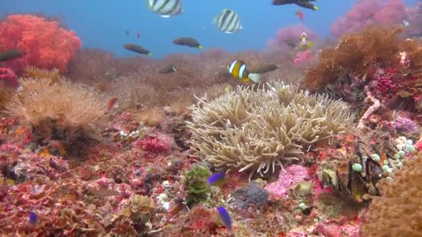 Simbiose Palhaços Anémonas Mergulhos Subaquáticos Fascinantes Nas Ilhas Filipinas — Vídeo de Stock