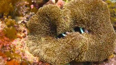 Palyaço balığı ve anemonların ortak yaşamı. Filipin Adaları açıklarında büyüleyici sualtı dalışı.