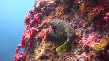 Arotron balığı. Filipin Adaları açıklarında büyüleyici sualtı dalışı.