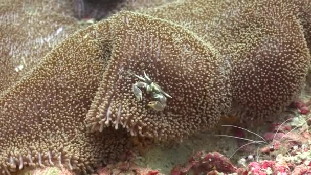 Crab Anemone Fascinating Underwater Dives Philippine Islands — Stock Video