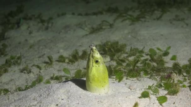一条埋在沙滩上的海鳗鱼 令人兴奋的是 它夜间在菲律宾群岛上潜水 — 图库视频影像