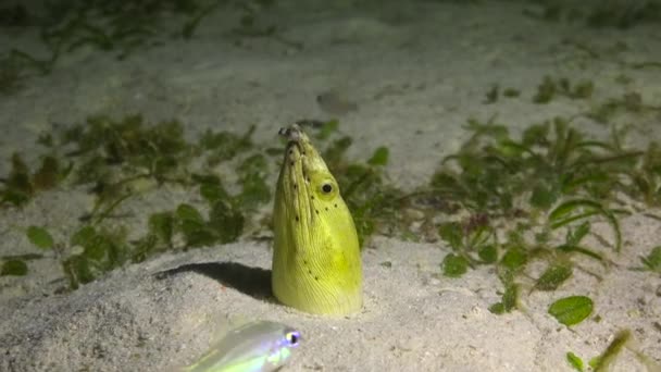 Anguilla Sepolta Nella Sabbia Emozionanti Immersioni Notturne Largo Delle Isole — Video Stock