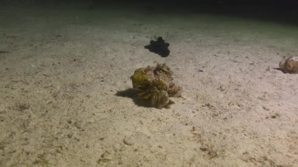 Cangrejo Emocionante Buceo Nocturno Frente Las Islas Filipinas — Vídeos de Stock