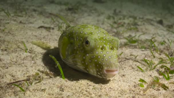 Peces Arotron Emocionante Buceo Nocturno Frente Las Islas Filipinas — Vídeo de stock