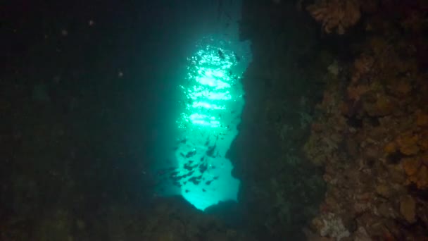 Cueva Submarina Fascinantes Inmersiones Submarinas Frente Las Islas Filipinas — Vídeos de Stock