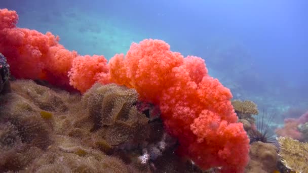 Цікаві Підводні Занурення Біля Філіппінських Островів — стокове відео