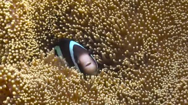 Симбиоз Рыбы Клоуна Анемонов Захватывающие Подводные Погружения Филиппинских Островов — стоковое видео