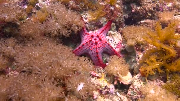 Starfish Fascinating Underwater Dives Philippine Islands — Stock Video