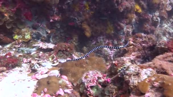 Mořský Had Fascinující Podvodní Potápění Filipínách — Stock video
