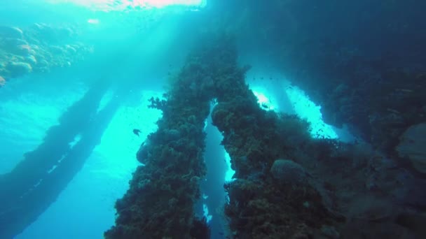 Fascinující Podvodní Potápění Filipínách — Stock video