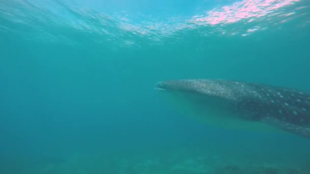 Velrybí Žralok Fascinující Podvodní Potápění Filipínách — Stock video