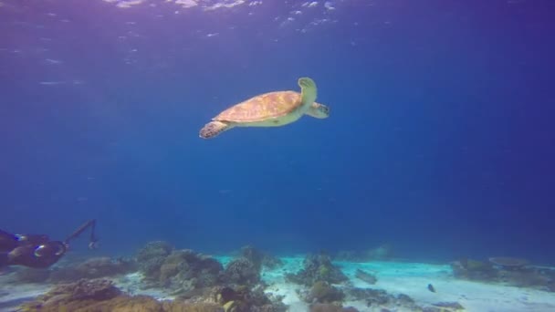 Tartaruga Marinha Mergulhos Subaquáticos Fascinantes Nas Ilhas Filipinas — Vídeo de Stock