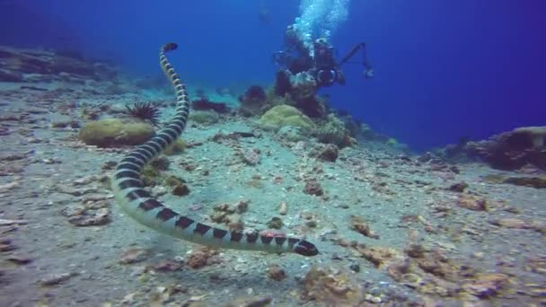 Cobra Marinha Mais Venenosa Dubois Mergulhos Subaquáticos Fascinantes Nas Ilhas — Vídeo de Stock