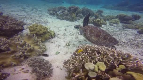 Havssköldpadda Fascinerande Undervattensdyk Utanför Filippinerna — Stockvideo