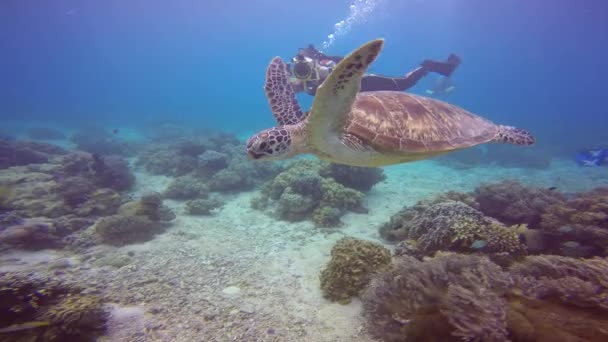 Deniz Kaplumbağası Filipin Adaları Açıklarında Büyüleyici Sualtı Dalışı — Stok video