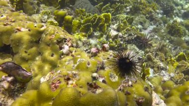 Münzevi yengeçler. Filipin Adaları açıklarında büyüleyici sualtı dalışı.