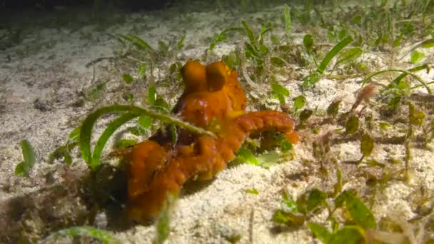 Pequeño Pulpo Emocionante Buceo Nocturno Frente Las Islas Filipinas — Vídeo de stock