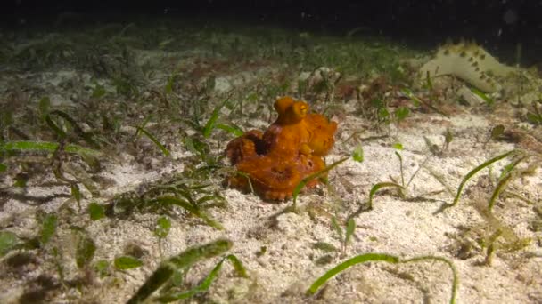 Malá Chobotnice Vzrušující Noční Potápění Filipínách — Stock video