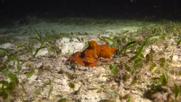 Pequeño Pulpo Emocionante Buceo Nocturno Frente Las Islas Filipinas — Vídeos de Stock