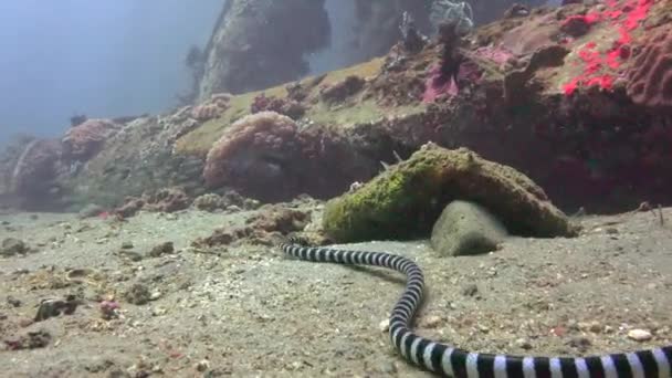 Serpiente Marina Fascinantes Inmersiones Submarinas Frente Las Islas Filipinas — Vídeo de stock