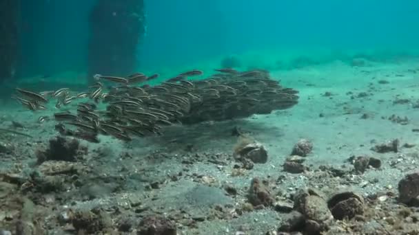 Randig Havskatt Fascinerande Undervattensdyk Utanför Filippinerna — Stockvideo