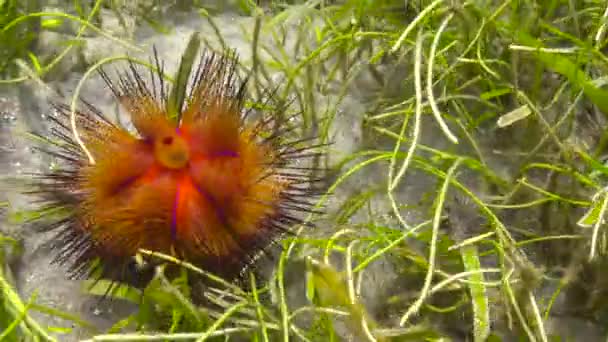 Des Oursins Aux Yeux Rouges Plongées Sous Marines Fascinantes Large — Video