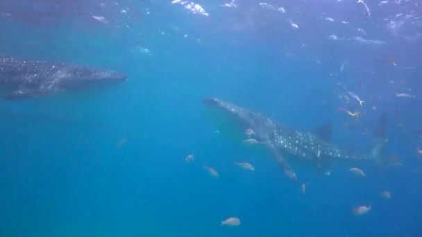 Requin Baleine Plongées Sous Marines Fascinantes Large Des Philippines — Video