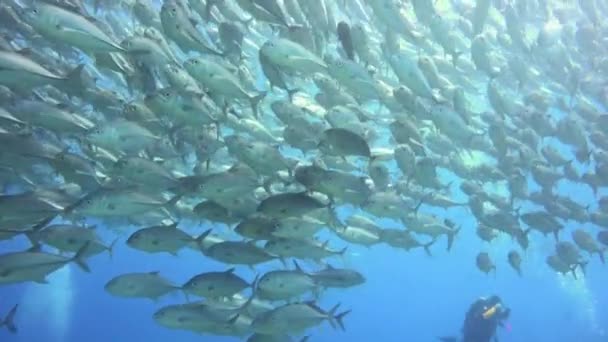 杰克鱼 令人垂涎的菲律宾群岛水下潜水 — 图库视频影像