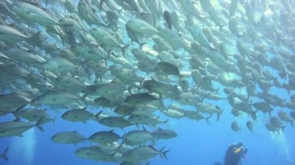 Jackfish Fascinating Underwater Dives Philippine Islands — Stock Video