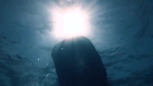 ジンベエザメ フィリピン諸島沖での水中ダイビング — ストック動画