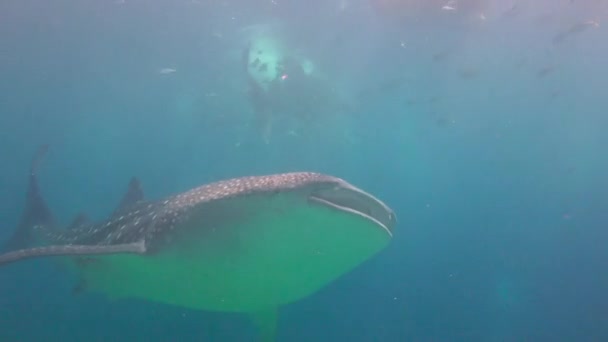 Tubarão Baleia Mergulhos Subaquáticos Fascinantes Nas Ilhas Filipinas — Vídeo de Stock