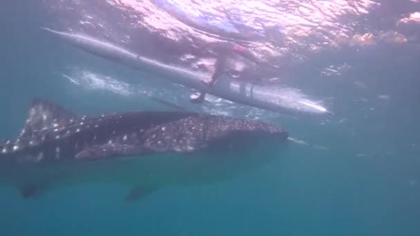 Tiburón Ballena Fascinantes Inmersiones Submarinas Frente Las Islas Filipinas — Vídeo de stock