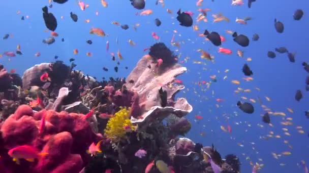 Fascinantes Inmersiones Submarinas Frente Las Islas Filipinas — Vídeo de stock